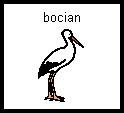 bocian